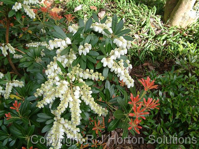 Pieris white_2